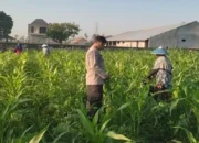 Sinergi Bhabinkamtibmas dan Petani Kuranji Dalang: Strategi Lokal Wujudkan Swasembada Pangan