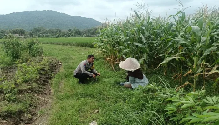 Sinergi Polri dan Petani, Bhabinkamtibmas Desa Babussalam Kawal Ketahanan Pangan di Dusun Bangket Bawak