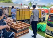 Lumbung Pangan Sekotong Bergelora: 20 Ribu Ton Jagung Desa Batu Putih Resmi Tembus Gudang Bulog!