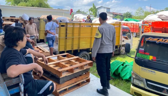 Lumbung Pangan Sekotong Bergelora: 20 Ribu Ton Jagung Desa Batu Putih Resmi Tembus Gudang Bulog!
