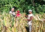 Akselerasi Swasembada Pangan, Bhabinkamtibmas Desa Sandik Pacu Produktivitas Petani Jagung