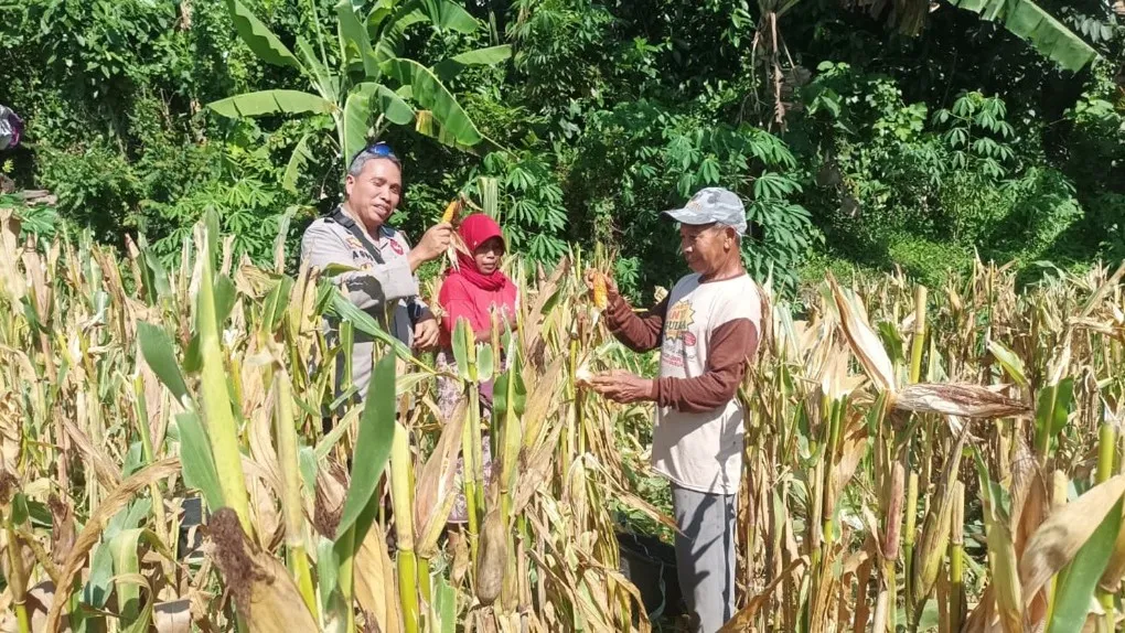 Akselerasi Swasembada Pangan, Bhabinkamtibmas Desa Sandik Pacu Produktivitas Petani Jagung