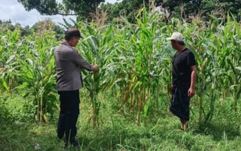 Bhabinkamtibmas Karang Bongkot Intensifkan Pendampingan Sektor Pertanian Guna Percepat Swasembada Pangan