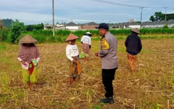 Komitmen Kuat Polres Lombok Barat: Dampingi Petani dari Tanam hingga Panen Guna Wujudkan Kedaulatan Pangan