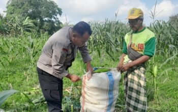 Sinergi Nyata di Tengah Ladang, Polisi dan Petani Labuapi Kolaborasi Demi Swasembada Pangan