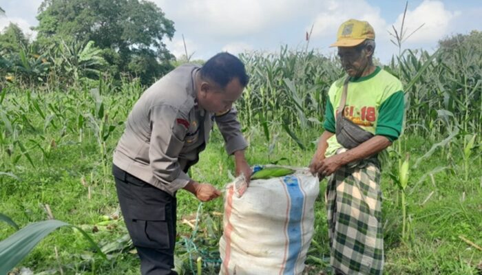 Sinergi Nyata di Tengah Ladang, Polisi dan Petani Labuapi Kolaborasi Demi Swasembada Pangan