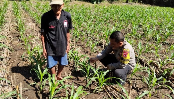 Bhabinkamtibmas Pringgabaya Cek Tanaman Jagung dan Sampaikan Himbauan Kamtibmas kepada Petani