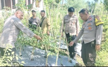 Kapolsek Sakra Monitoring Ketahanan Pangan Tanaman Tomat dan Cabai di Desa Sakra