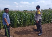 Sinergi Polri dan Petani: Bhabinkamtibmas Desa Gapuk Akselerasi Program Ketahanan Pangan Nasional