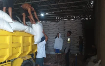 Sinergi Polri dan Petani Mareje: Puluhan Ton Jagung Hasil Panen Lembar Resmi Didistribusikan ke Bulog