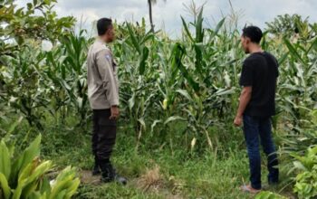 Upaya Ketahanan Pangan Lewat Pemanfaatan Lahan di Labuapi