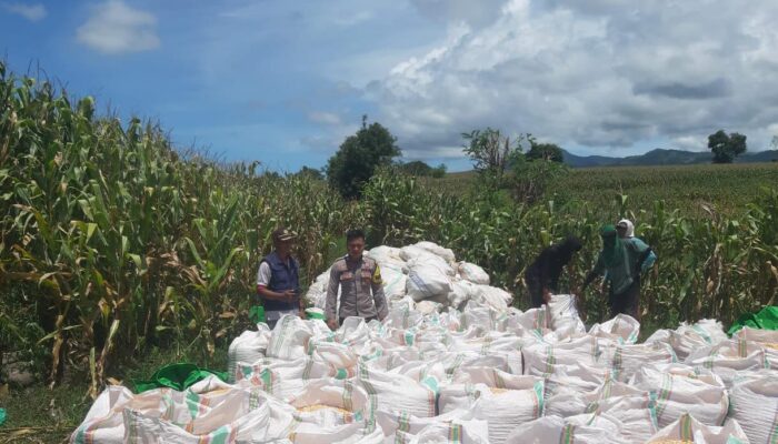 Bhabinkamtibmas Desa Nusa Jaya Dampingi Petani Panen Jagung, Dukung Ketahanan Pangan Nasional