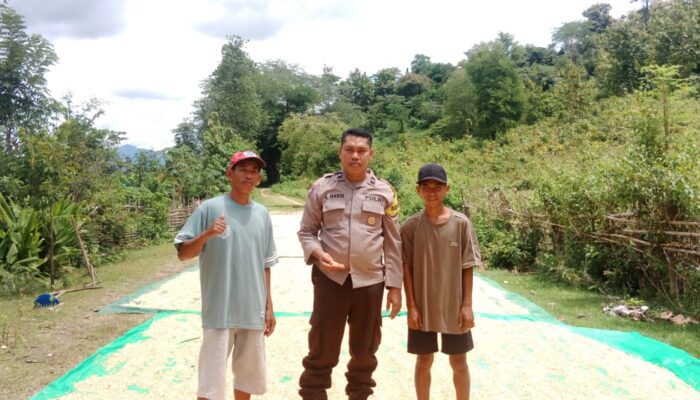 Polsek Pajo Pantau Penjemuran Jagung, Dukung Ketahanan Pangan Nasional