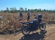 Dukung Ketahanan Pangan Nasional, Bhabinkamtibmas Desa Luk Turun Tangan Bantu Warga Panen Jagung