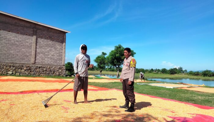 Bhabinkamtibmas Desa Cempi Jaya Laksanakan Pemantauan Lahan Jagung Dukung Program Ketahanan Pangan Nasional