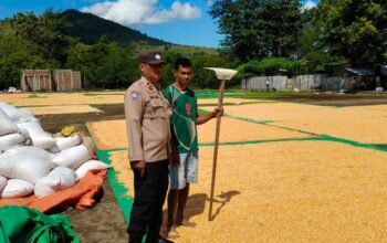 Intensifkan Pemantauan Ketahanan Pangan, Bhabinkamtibmas Polsek Kilo Dampingi Petani Jemur Jagung di Desa Kramat