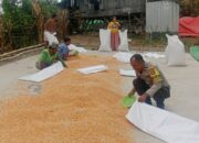 Polres Bima Kota Imbau Petani Jagung Jaga Kualitas Hasil Panen Agar Mendapat Harga Tinggi