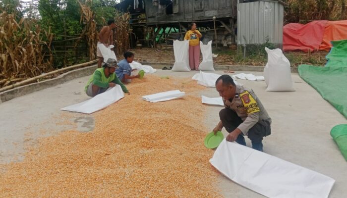 Polres Bima Kota Imbau Petani Jagung Jaga Kualitas Hasil Panen Agar Mendapat Harga Tinggi