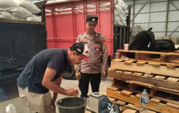 Pasokan Jagung Melimpah dari Sekotong, 10,5 Ton Jagung Resmi Masuk Gudang Bulog demi Ketahanan Pangan