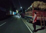 Geliat Pengiriman Ternak Sapi dari Lembar ke Jawa: Ribuan Ekor Mulai Membanjiri Pasar Jelang Puncak Permintaan