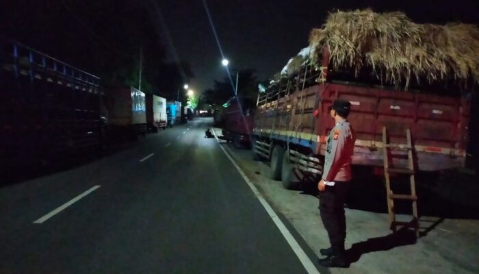 Geliat Pengiriman Ternak Sapi dari Lembar ke Jawa: Ribuan Ekor Mulai Membanjiri Pasar Jelang Puncak Permintaan