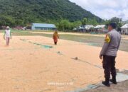 Bhabinkamtibmas Desa Adu Pantau Penjemuran Jagung Warga, Dukung Ketahanan Pangan Nasional