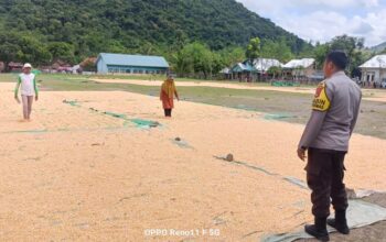 Bhabinkamtibmas Desa Adu Pantau Penjemuran Jagung Warga, Dukung Ketahanan Pangan Nasional