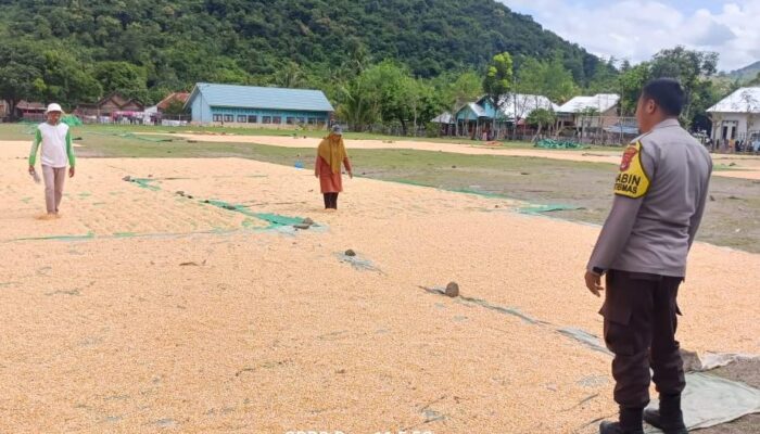 Bhabinkamtibmas Desa Adu Pantau Penjemuran Jagung Warga, Dukung Ketahanan Pangan Nasional