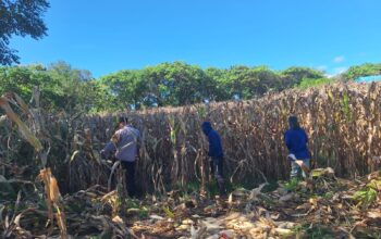 Wujudkan Ketahanan Pangan, Bhabinkamtibmas Desa Luk Turun Langsung Bantu Petani Panen Jagung