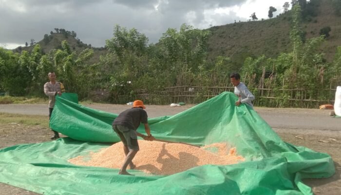 Bhabinkamtibmas Polsek Woja Pantau Panen Jagung Warga, Dukung Ketahanan Pangan Nasional
