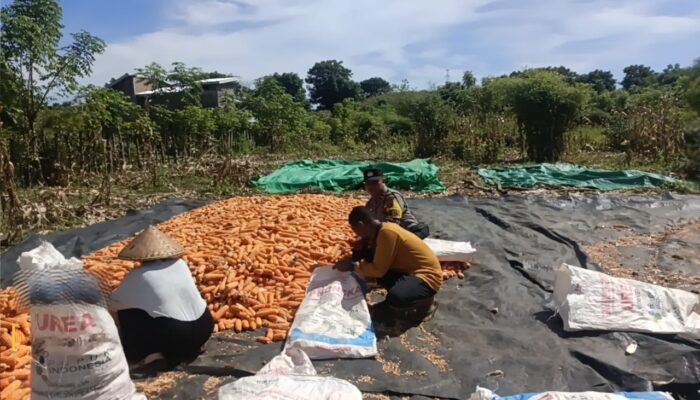 Dukung Asta Cita Presiden, Bhabinkamtibmas Desa Rhee Pantau Langsung Pertumbuhan Jagung Hibrida