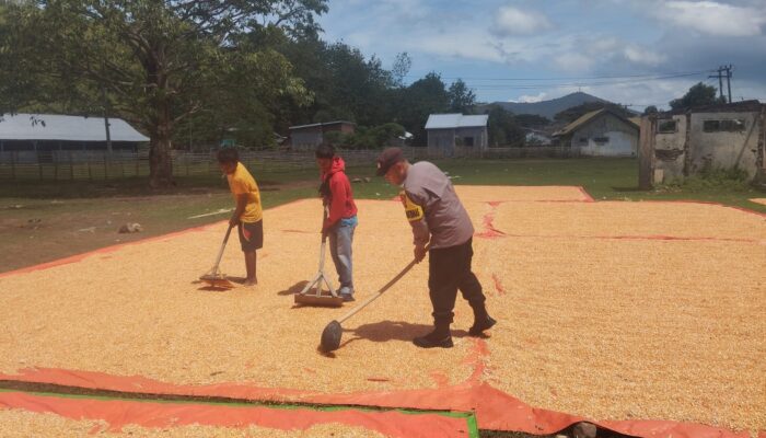 Bhabinkamtibmas Kempo Aktif Dampingi Petani Jagung