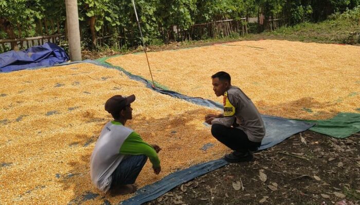 Panen Jagung Warga Dipantau Polisi, Distribusi ke Bulog Didorong