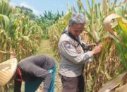 Perkuat Ketahanan Pangan Nasional, Polsek Batulayar Dorong Warga Sandik Sulap Lahan Tidur Menjadi Produktif