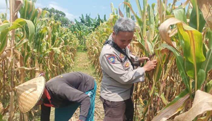 Perkuat Ketahanan Pangan Nasional, Polsek Batulayar Dorong Warga Sandik Sulap Lahan Tidur Menjadi Produktif