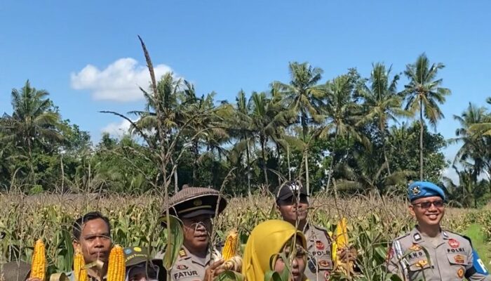 Bhabinkamtibmas Desa Sukamulia Timur Bersama Polsek Sukamulia Gelar Panen Jagung Dukung Ketahanan Pangan