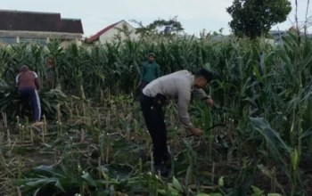 Ketahanan Pangan Nasional: Aksi Nyata Bhabinkamtibmas Labuapi Sulap Pekarangan Jadi Lahan Produktif