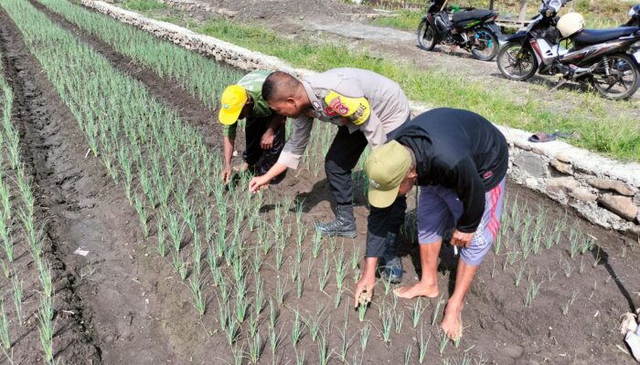 Bhabinkamtibmas Desa Bagik Papan Perkuat Ketahanan Pangan Lewat Silaturahmi dan Cek Tanaman Bawang Merah