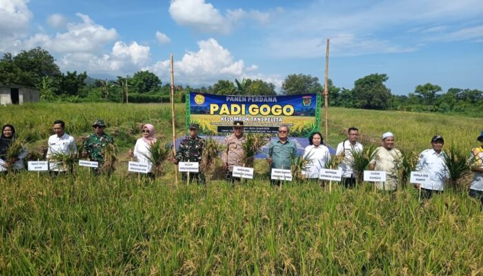 Panen Perdana Padi Gogo, Harapan Baru Petani Rempek