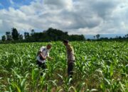 Bhabinkamtibmas Desa Bebuak Cek Pertumbuhan Jagung Warga Dukung Ketahanan Pangan