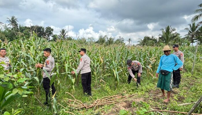 Polres Loteng Tinjau Lahan Jagung Warga Binaan Dukung Ketahanan Pangan