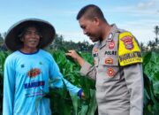 Bhabinkamtibmas Desa Bagik Papan Laksanakan Silaturahmi dan Cek Tanaman Jagung, Dukung Program Ketahanan Pangan