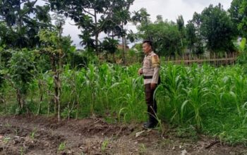 Polri Kawal Swasembada Pangan di Desa Terong Tawah