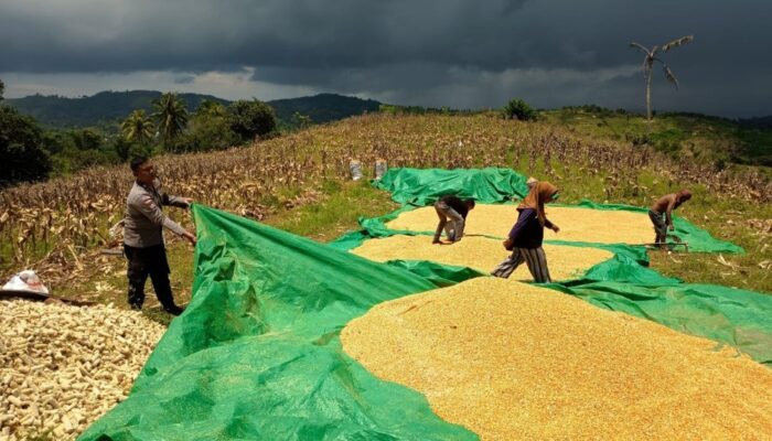 Mengawal Program Asta Cita di Desa: Aksi Nyata Polisi Lombok Barat Turun ke Sawah Bantu Petani Jagung