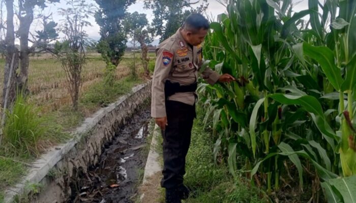 Strategi Bhabinkamtibmas di Lombok Barat Pacu Produktivitas Desa demi Ketahanan Pangan Nasional