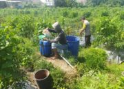 Bhabinkamtibmas Desa Lendang Nangka Cek Lahan Ketahanan Pangan Bergizi di Goa Punik
