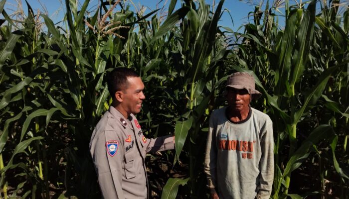 Bhabinkamtibmas Pringgabaya Cek Tanaman Jagung dan Sampaikan Himbauan Kamtibmas kepada Petani