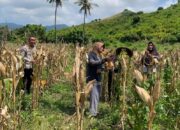 Cara Polsek Sekotong Dukung Ketahanan Pangan Nasional