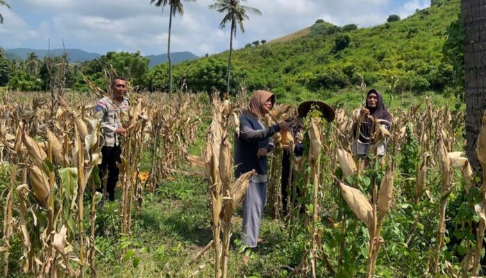 Polsek Sekotong Jaga Ketahanan Pangan di Batu Putih