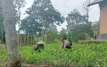 Bhabinkamtibmas Desa Arjangka Sambangi Petani, Ajak Warga Dukung Ketahanan Pangan dan Jaga Kamtibmas